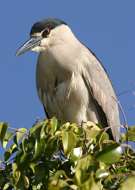 Black-crowned Night Heron