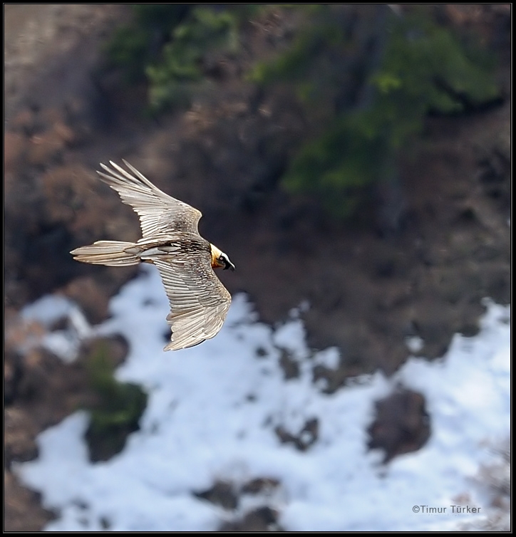 Bearded Vulture