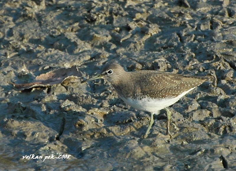 Green Sandpiper