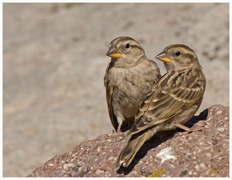 Rock Sparrow