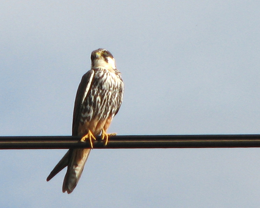 Eurasian Hobby
