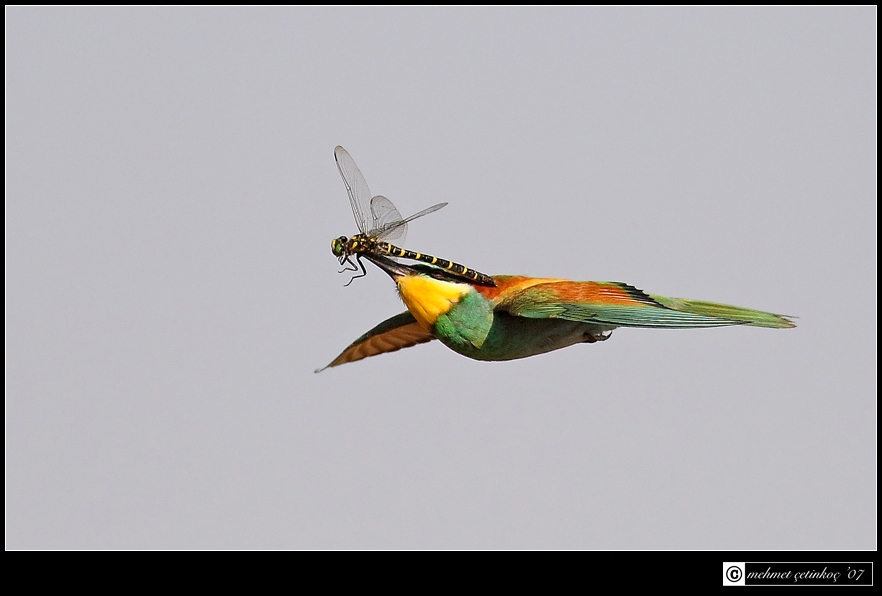 European Bee-eater