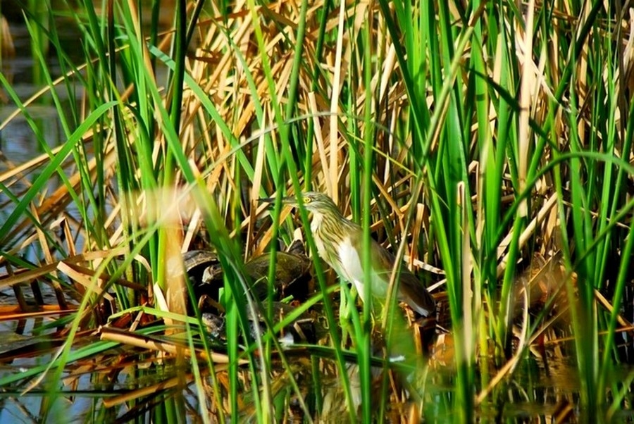Squacco Heron