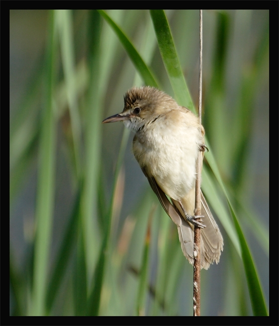 Great Reed Warbler