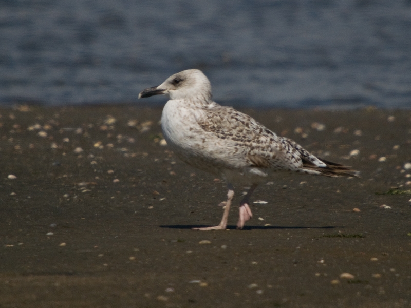 Caspian Gull