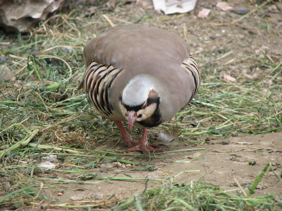 Chukar Partridge