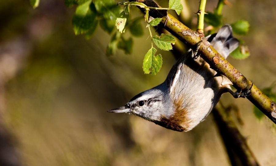 Krüper`s Nuthatch