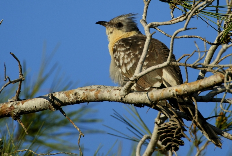 Great Spotted Cuckoo