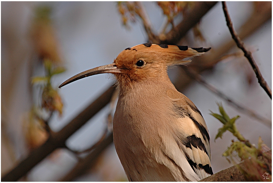 Common Hoopoe