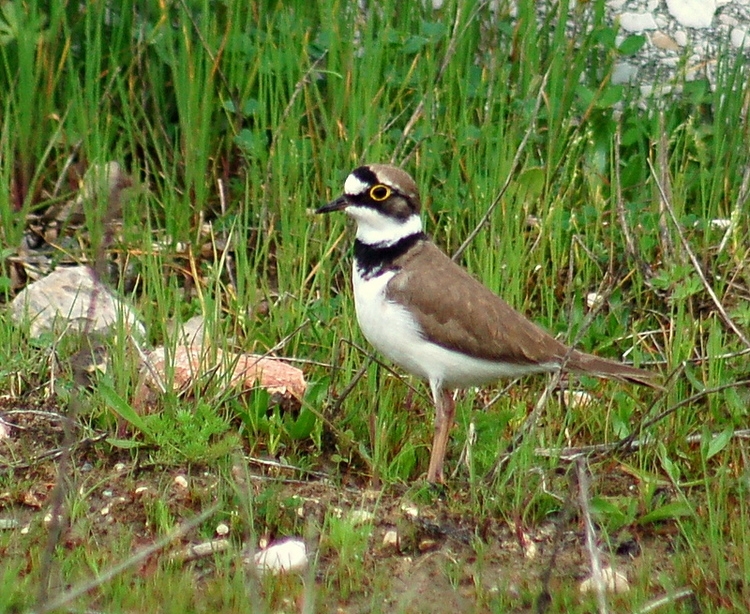 Little Ringed Plover
