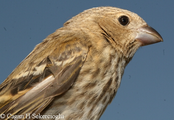 Common Rosefinch