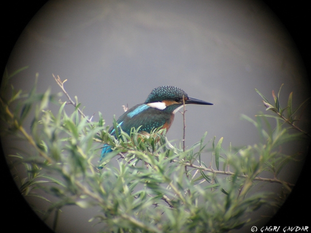 Common Kingfisher