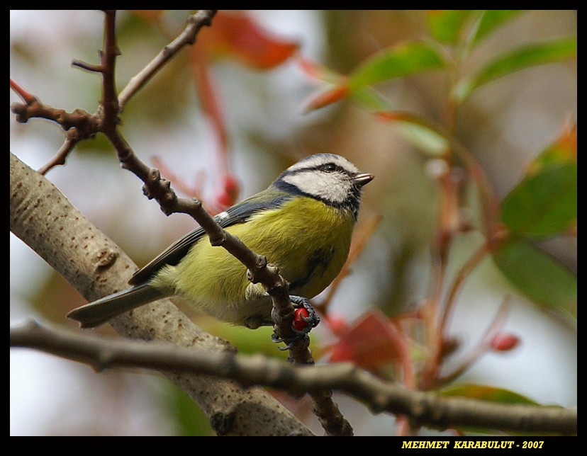 Eurasian Blue Tit