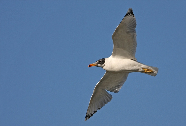 Pallas`s Gull