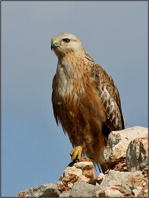 Long-legged Buzzard