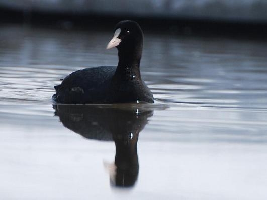 Eurasian Coot