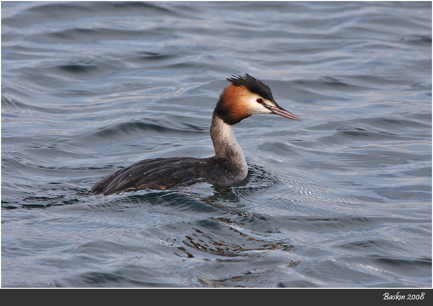 Great Crested Grebe