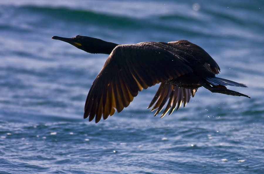 European Shag