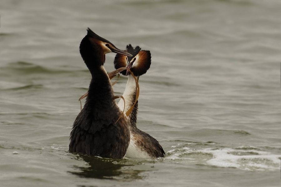 Great Crested Grebe