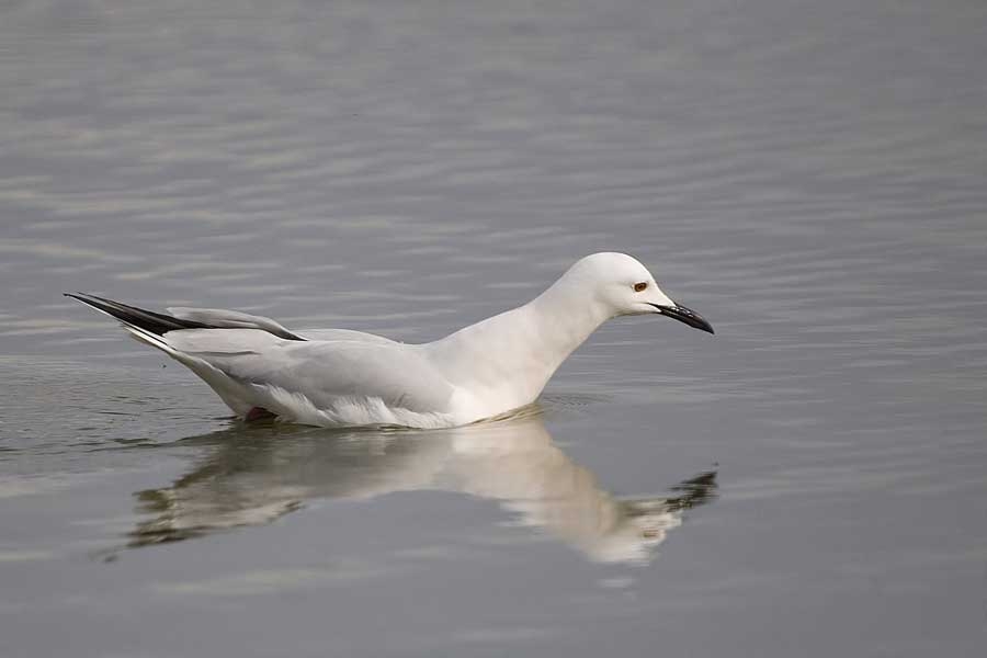 Slender-billed Gull