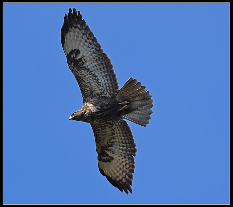 Common Buzzard
