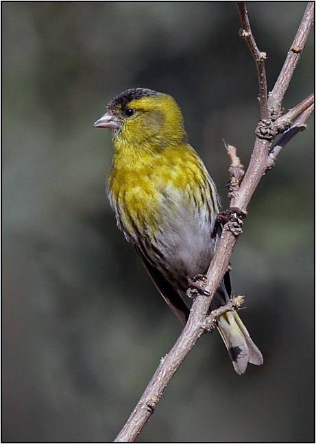Eurasian Siskin