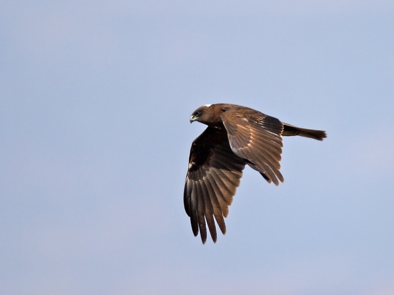 Western Marsh Harrier