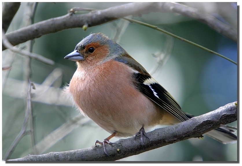 Eurasian Chaffinch