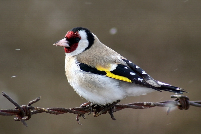 European Goldfinch