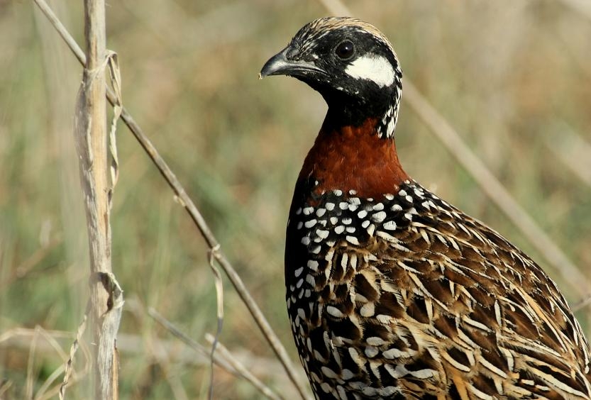 Black Francolin