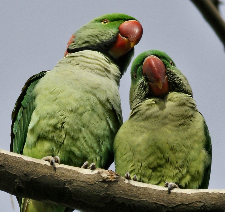Alexandrine Parakeet