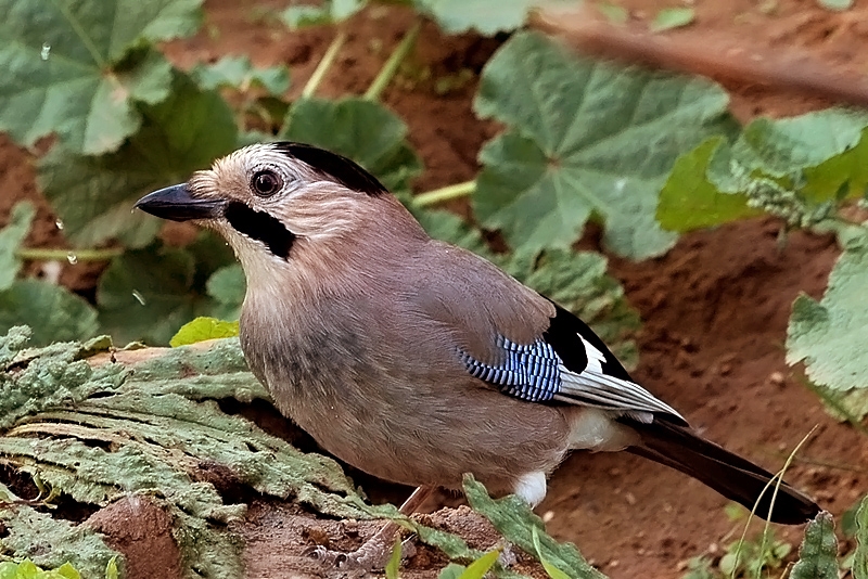 Eurasian Jay