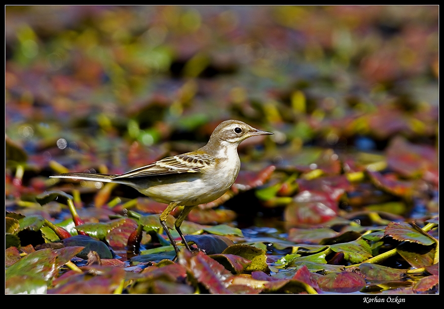 Western Yellow Wagtail