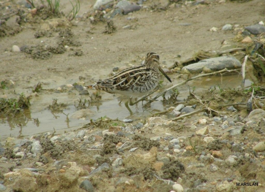 Common Snipe