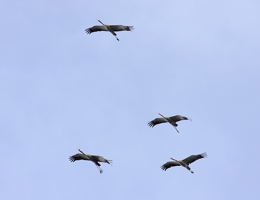 Common Crane
