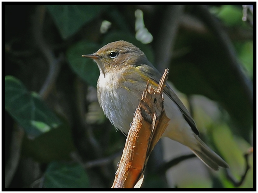 Common Chiffchaff