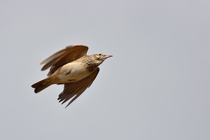 Crested Lark