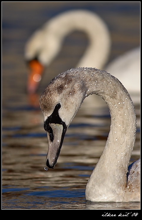 Mute Swan