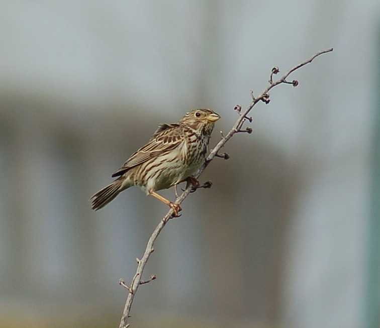 Corn Bunting