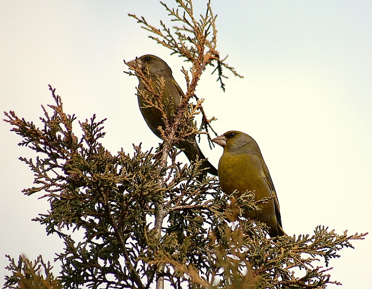 European Greenfinch