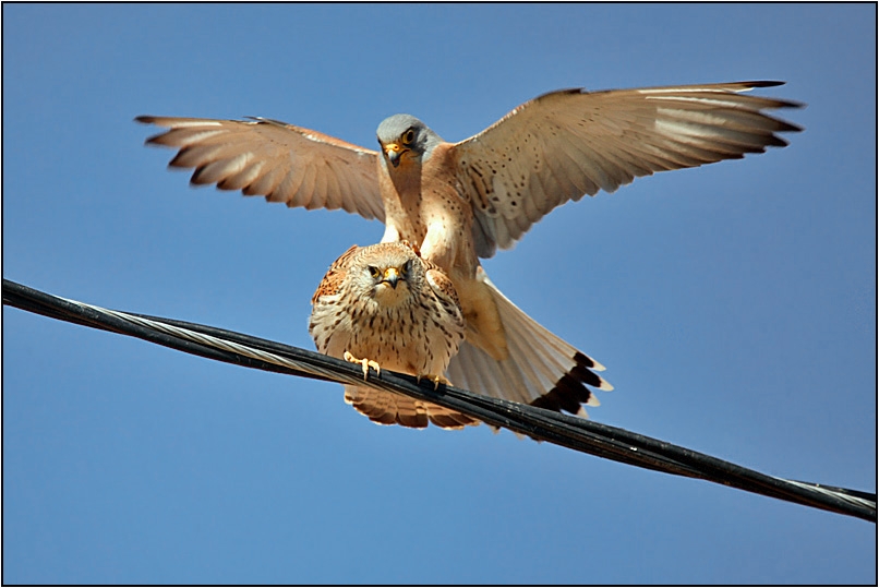 Lesser Kestrel