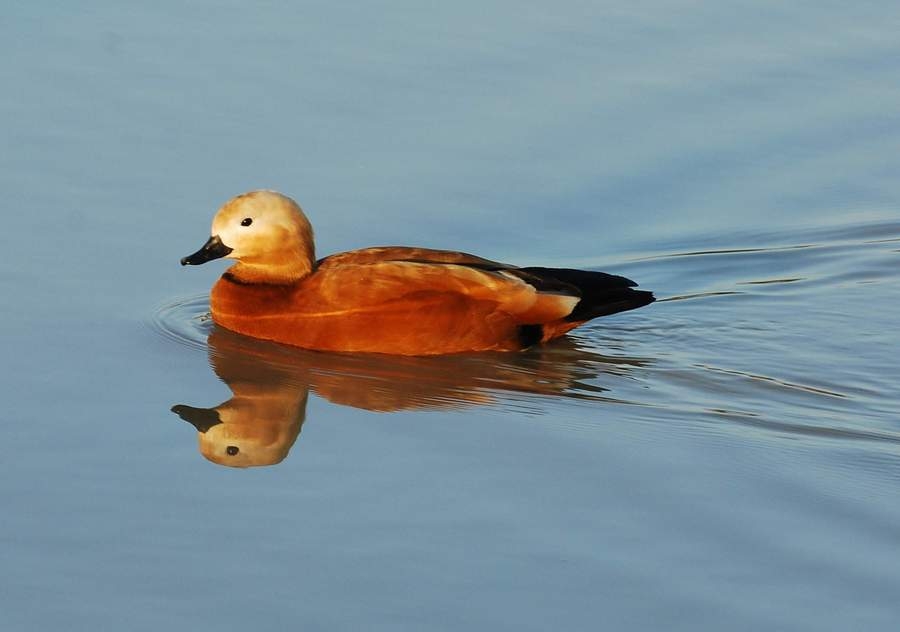 Ruddy Shelduck