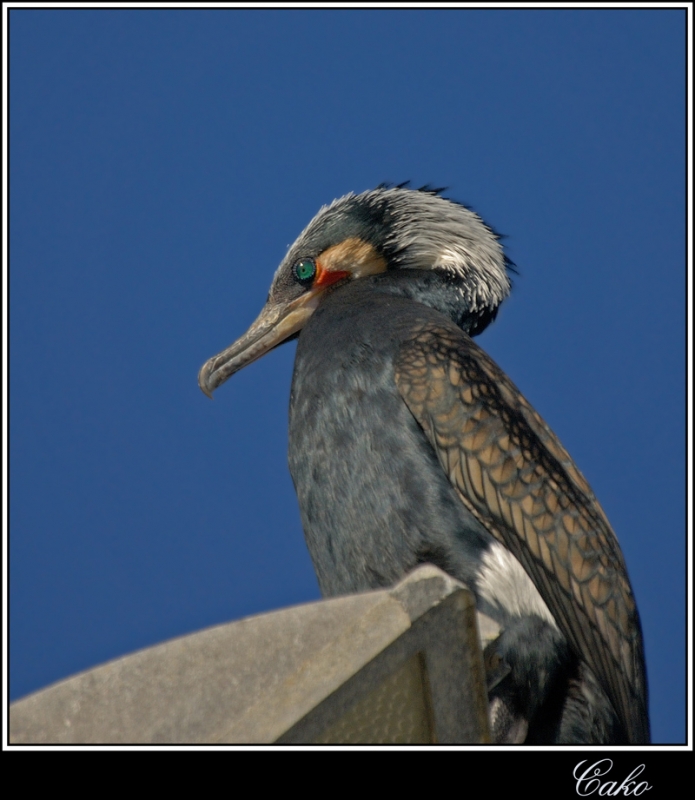 Great Cormorant