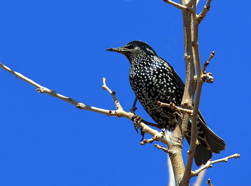Common Starling