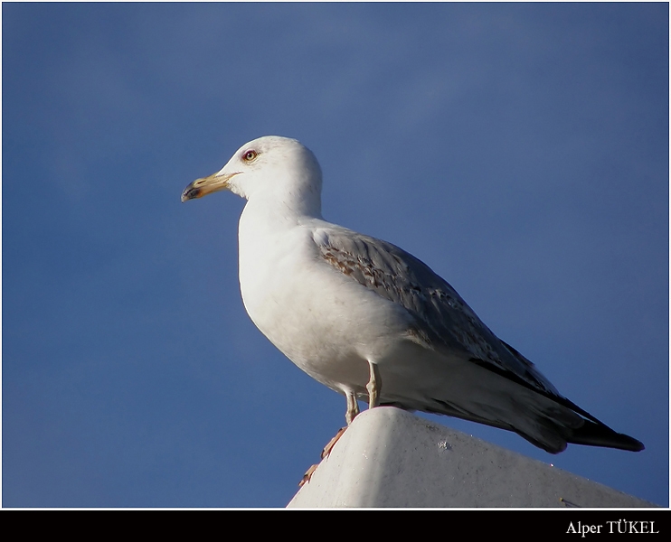 Yellow-legged Gull