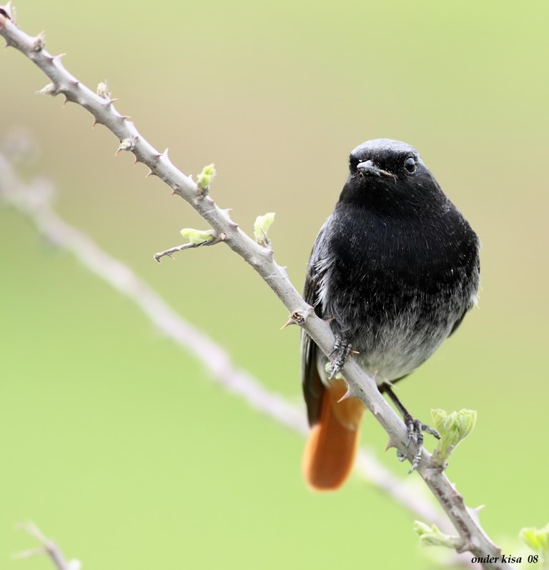 Black Redstart