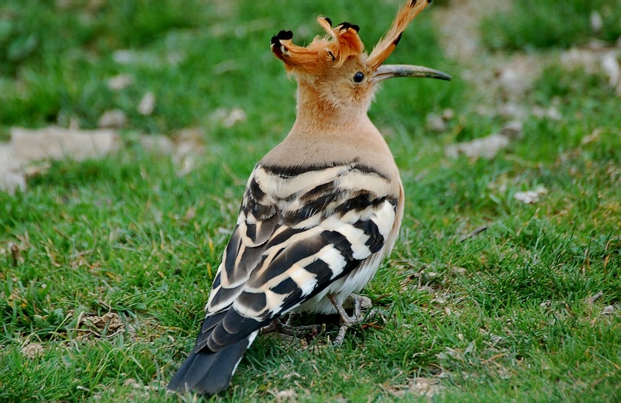 Common Hoopoe