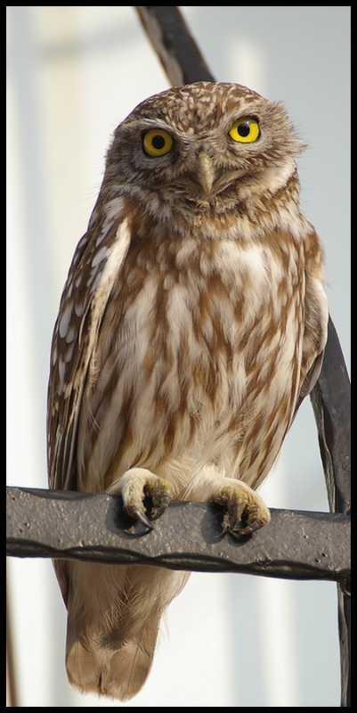 Little Owl