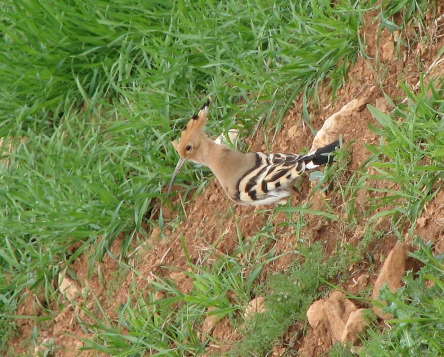 Common Hoopoe