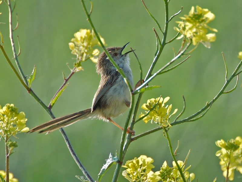 Delicate Prinia